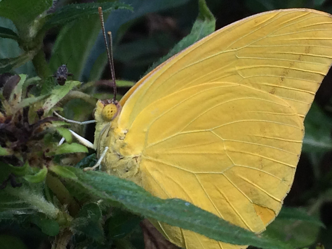 The Maui Butterfly Farm-拉海纳必去景点