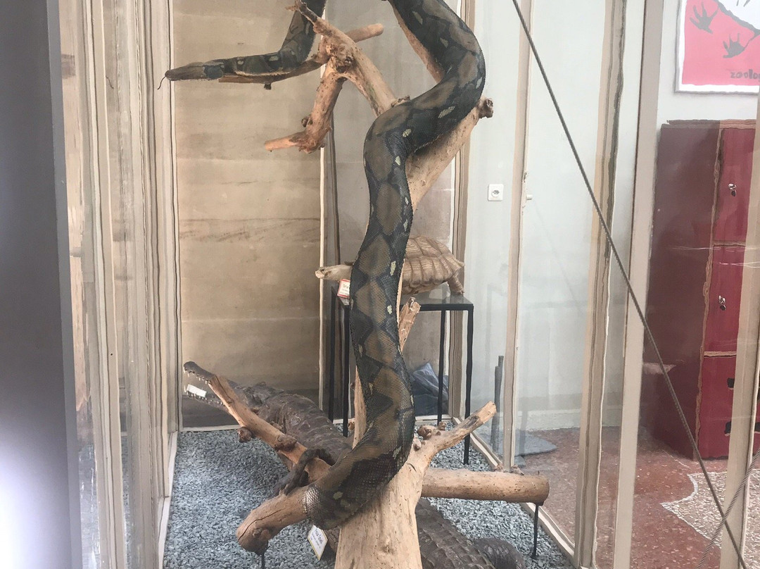 Musée de Zoologie Lausanne景点图片