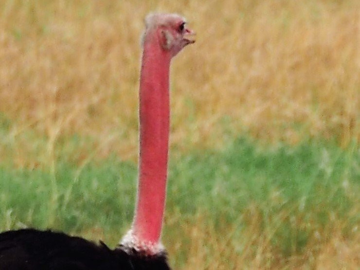 Monarch Safari Guides - Day Tours-阿鲁沙必去景点