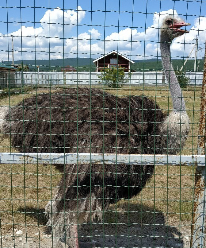 Dodo Wildlife Park景点图片