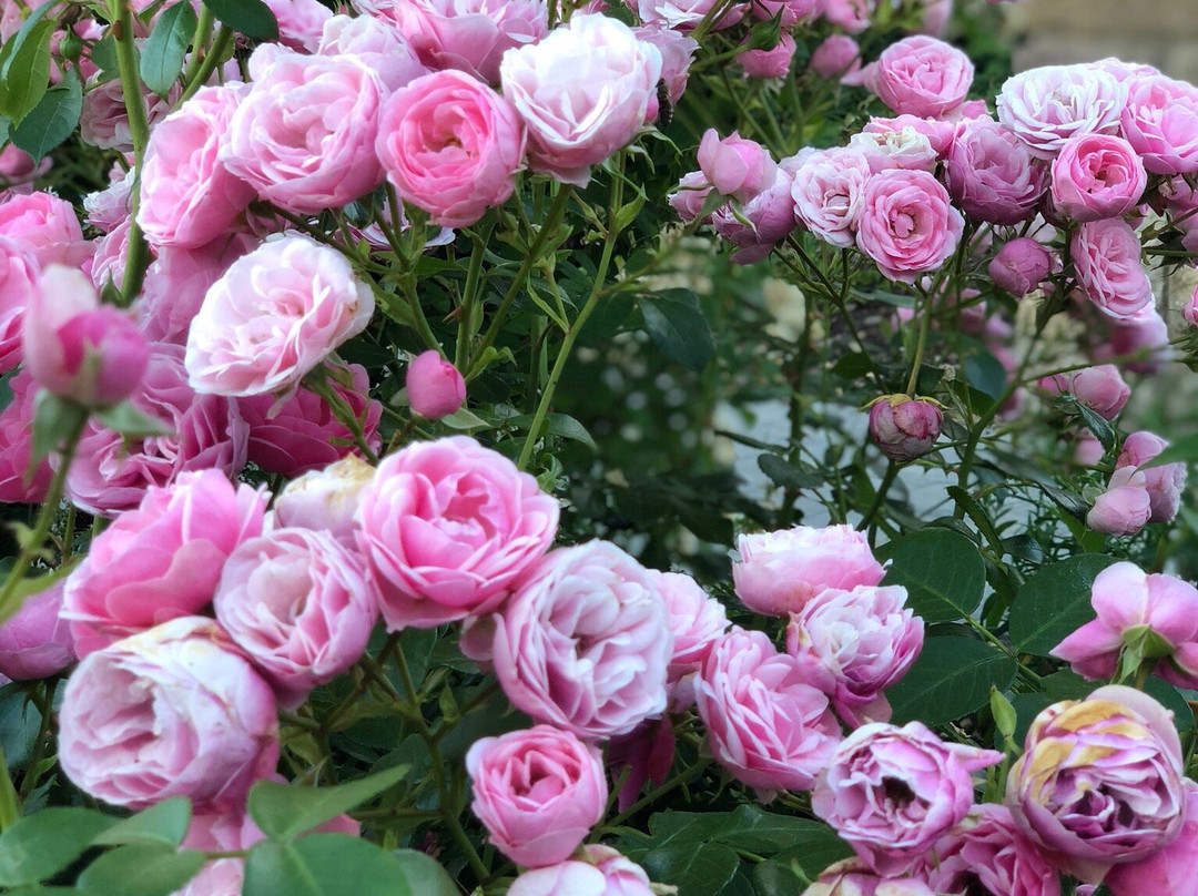 Römerbad Rosenfeld景点图片