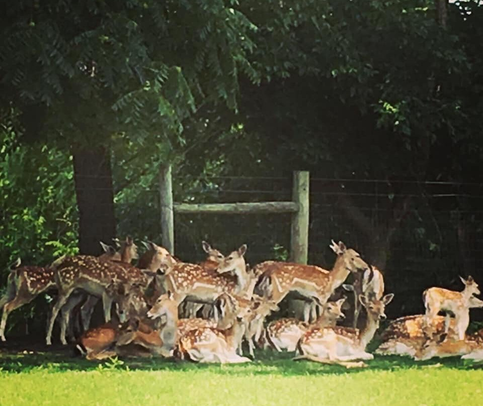 The Spotted Horse Ranch-Laurelville必去景点