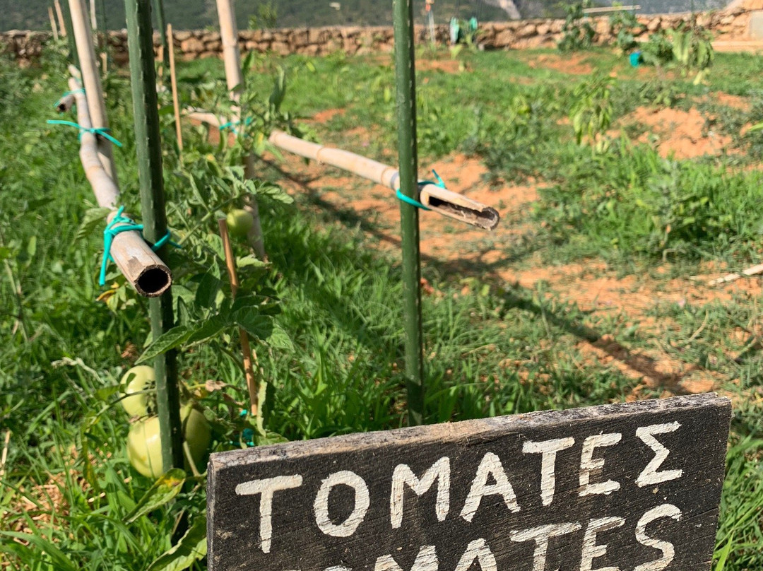 Euphoria Suites主图