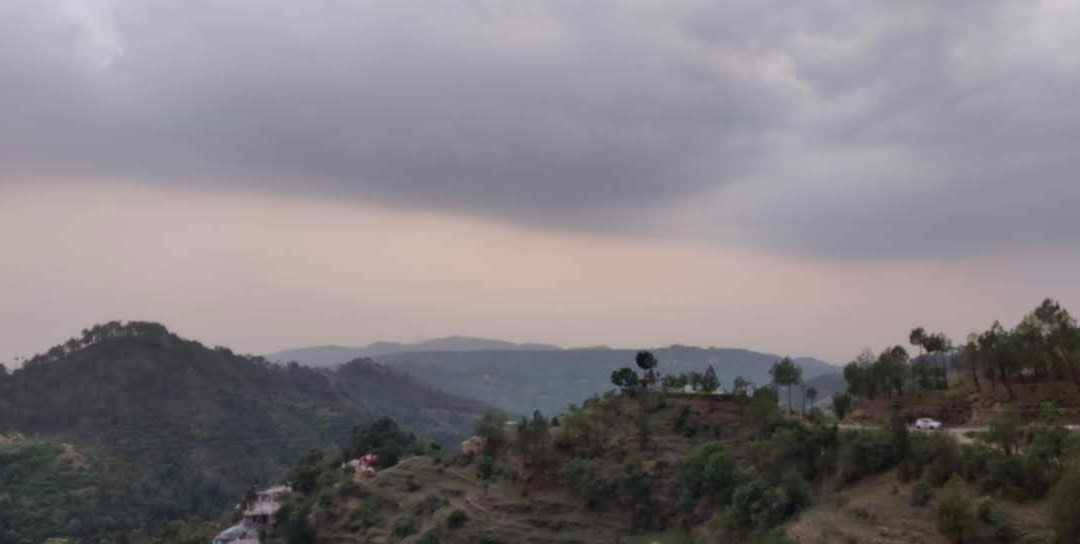 Little Chilli Shimla主图