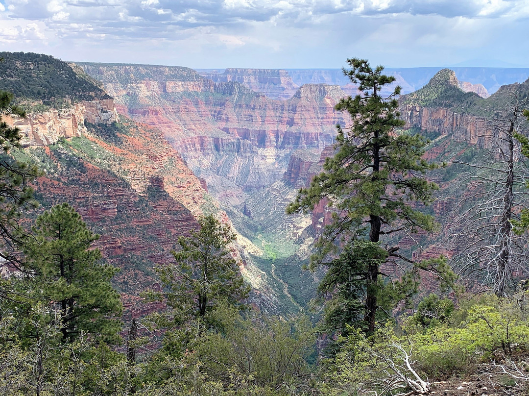 Widforss Trail景点图片