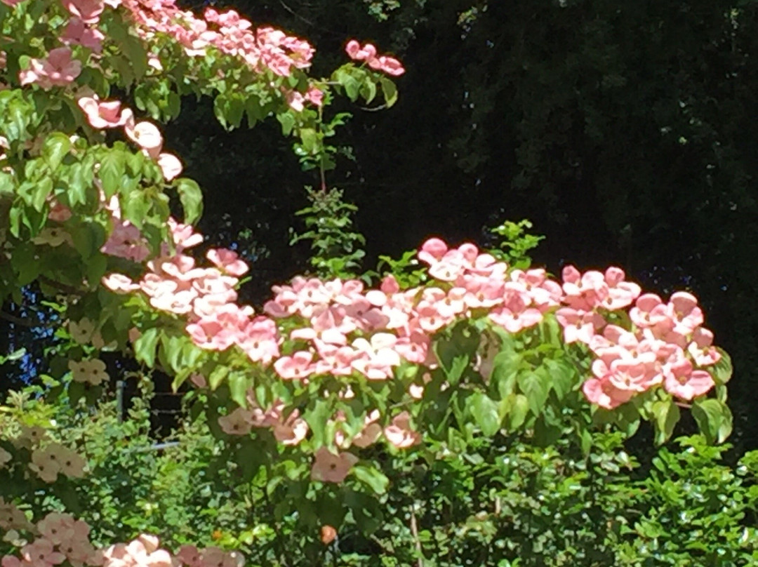 Crystal Springs Rhododendron Garden景点图片
