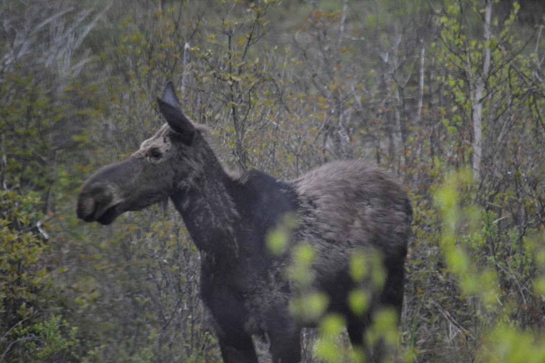 Dan's Scenic Tours - Private Tours-Gorham必去景点