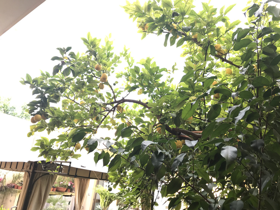 B&B Fiori e Limoni主图