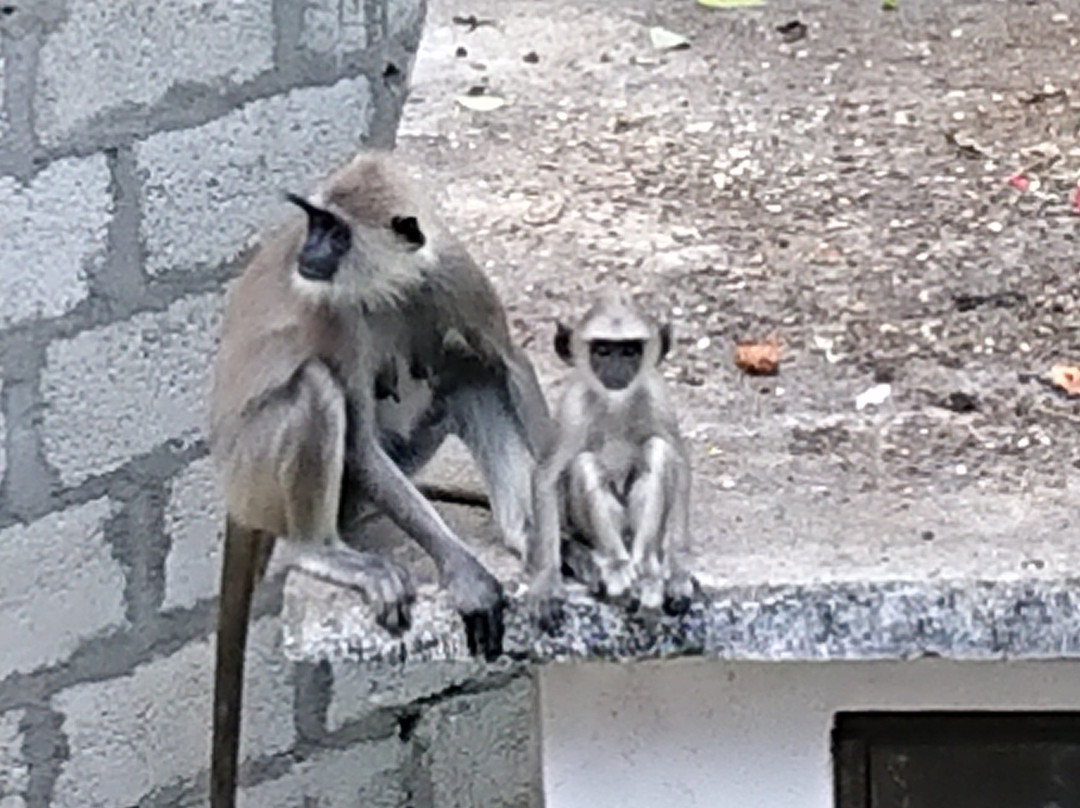 Damith Homestay主图