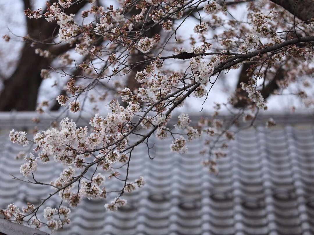 Senbon Cherry Blossom in Akagi Nammen景点图片