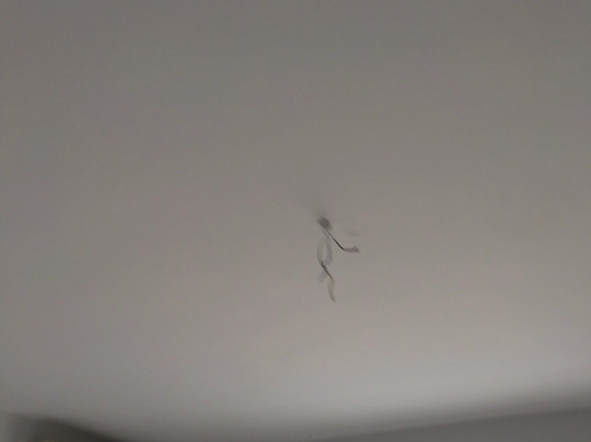 Barefoot Contessa主图