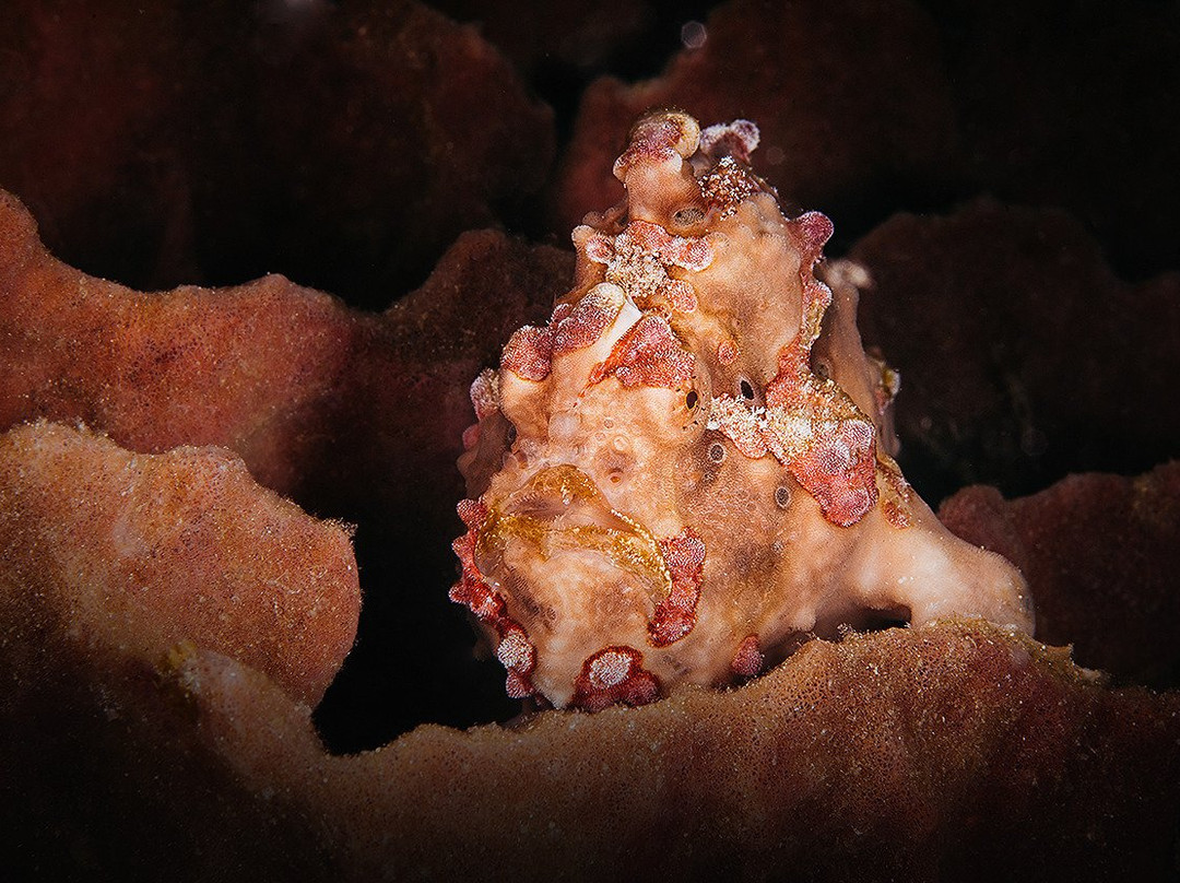 Mahi Mahi Dive Resort主图