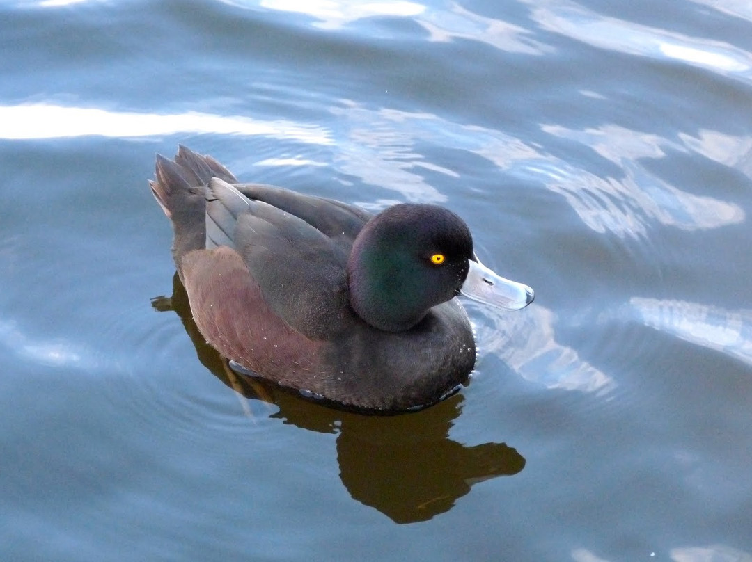 Waikanae Estuary Bird Tours景点图片