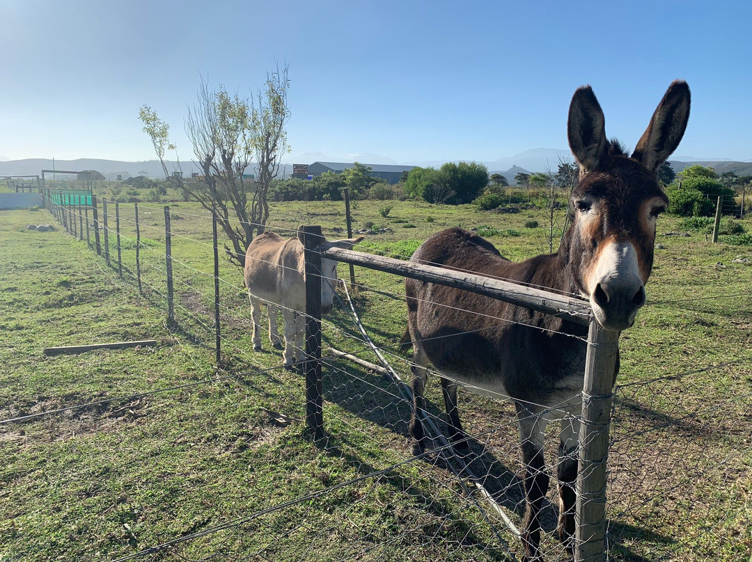 Boplaas Garden Route Tasting Room-克莱恩布拉克河必去景点