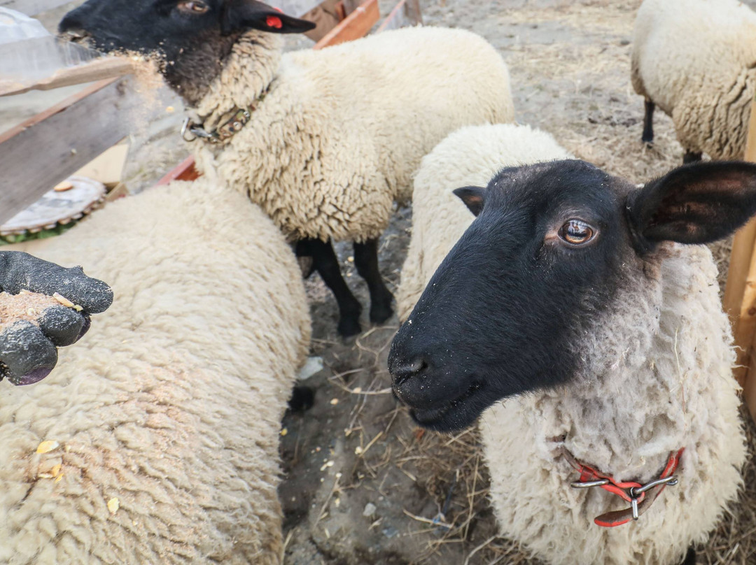 Iwanuma Sheep Village景点图片