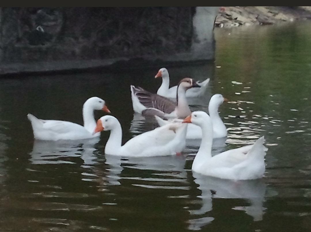 Vanganga Lake Garden-锡尔瓦萨必去景点