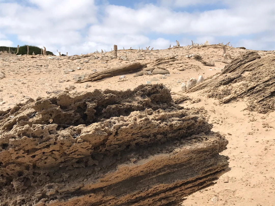 Calcified Forest-King Island必去景点