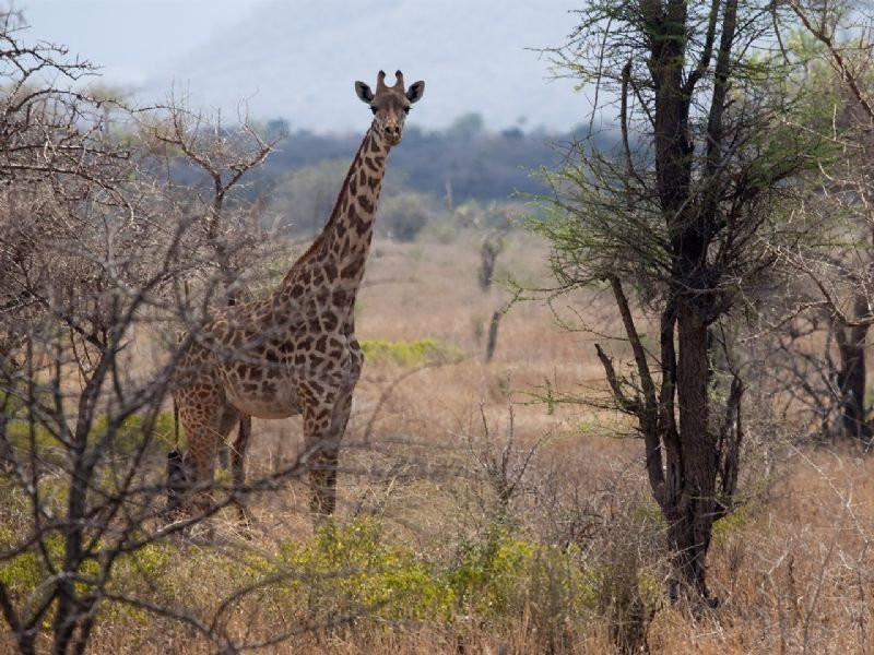 Mkomazi Game Reserve旅游攻略图片