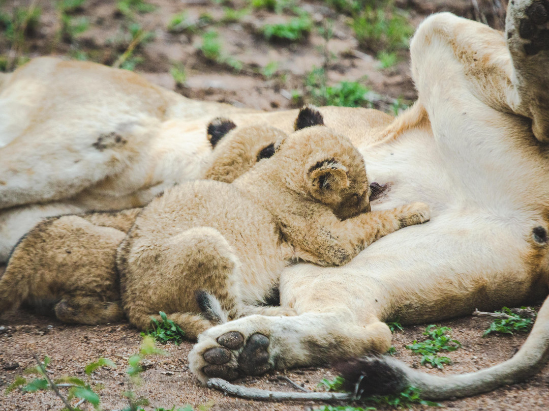 My African Dream Travel-开普敦中心区必去景点