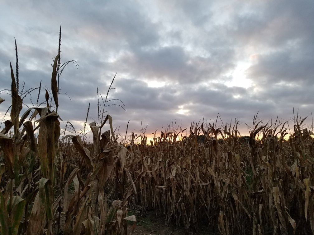 Maize Valley Market & Winery-Hartville必去景点