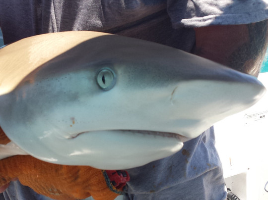 Nice Guy Charters-基韦斯特必去景点