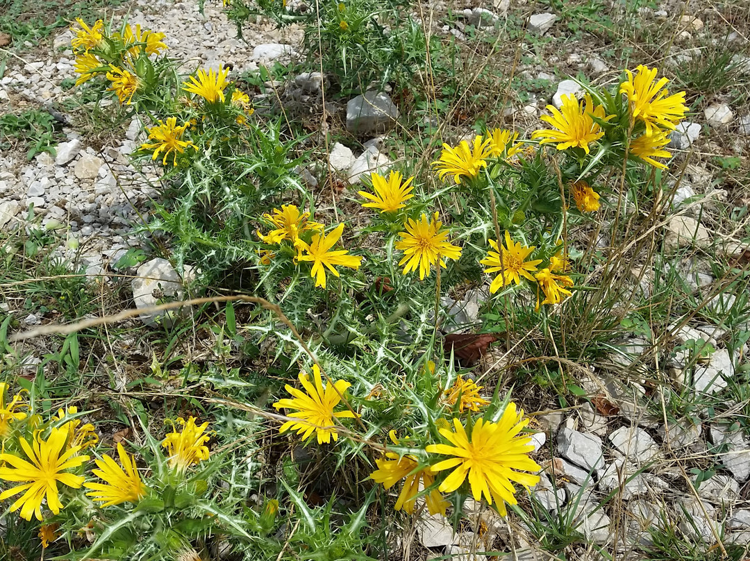 Fulfinum Mirine景点图片