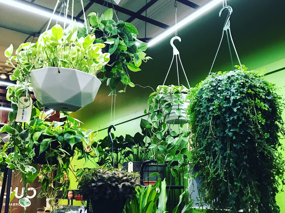 Cultivate Urban Rainforest & Gallery-埃文斯顿必去景点