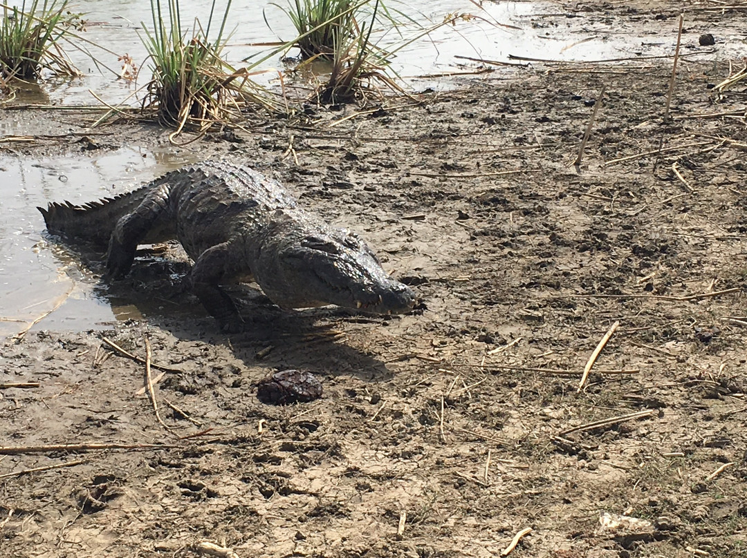 Sacred Crocodile Ponds-Paga必去景点