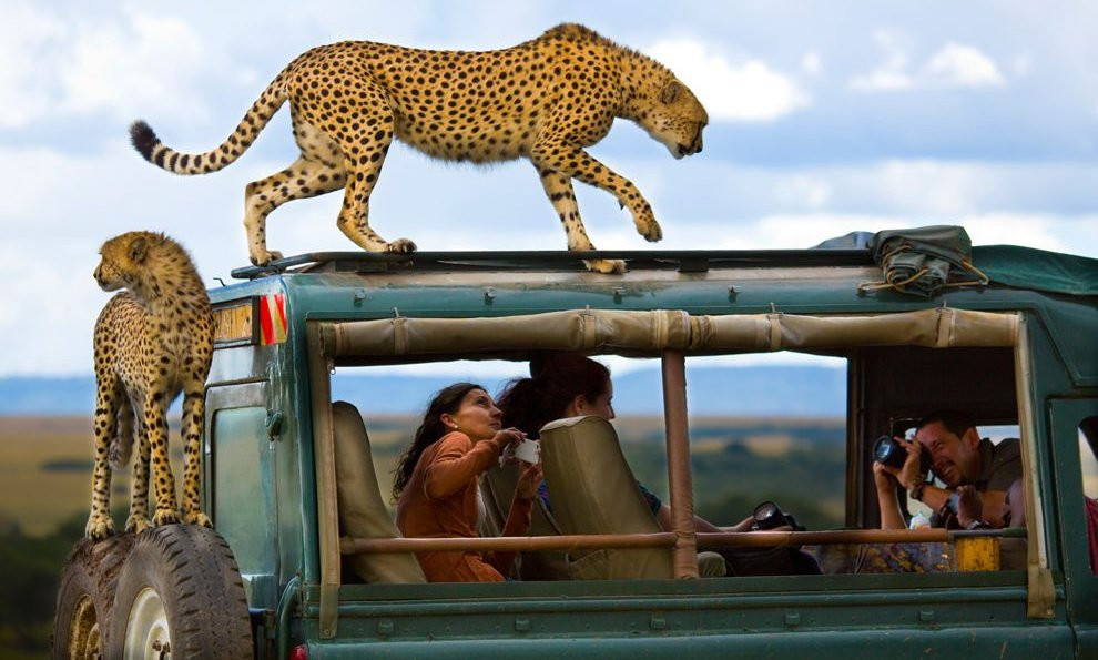 Sungura Safaris景点图片