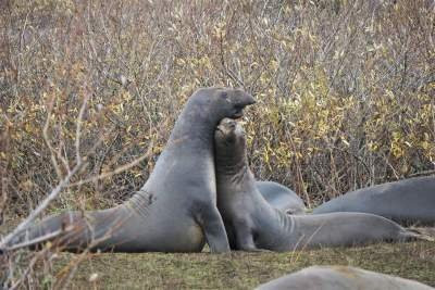 Ano Nuevo Elephant Seal Tours-佩斯卡德罗必去景点