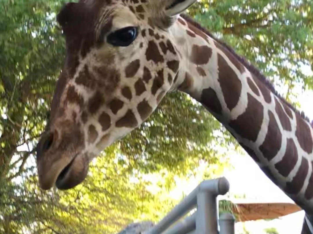 The Living Desert Zoo and Gardens-棕榈沙漠必去景点