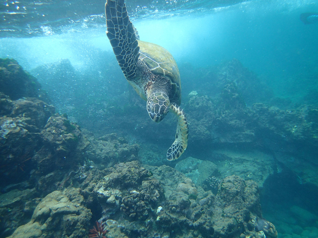 Po'olenalena Beach-维雷亚必去景点