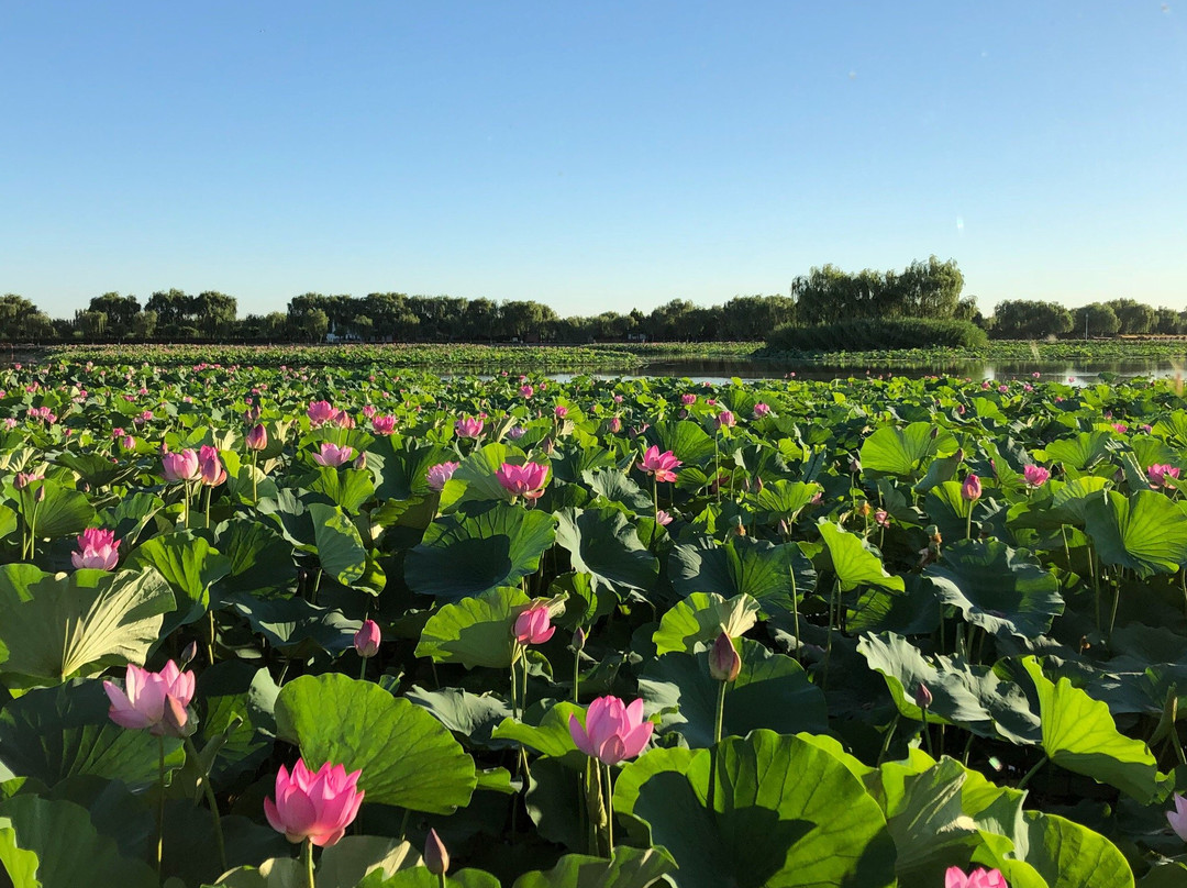 白洋淀荷花大观园-安新县必去景点