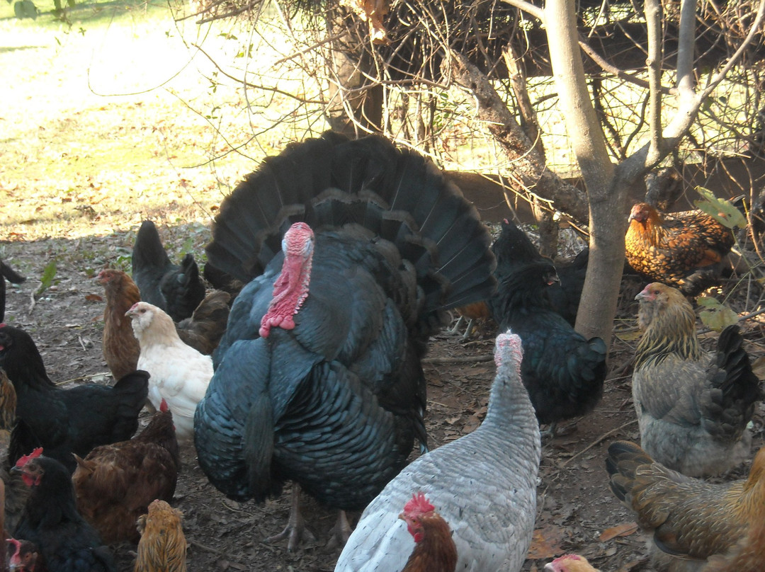 Open Gate Farm-Earlysville必去景点