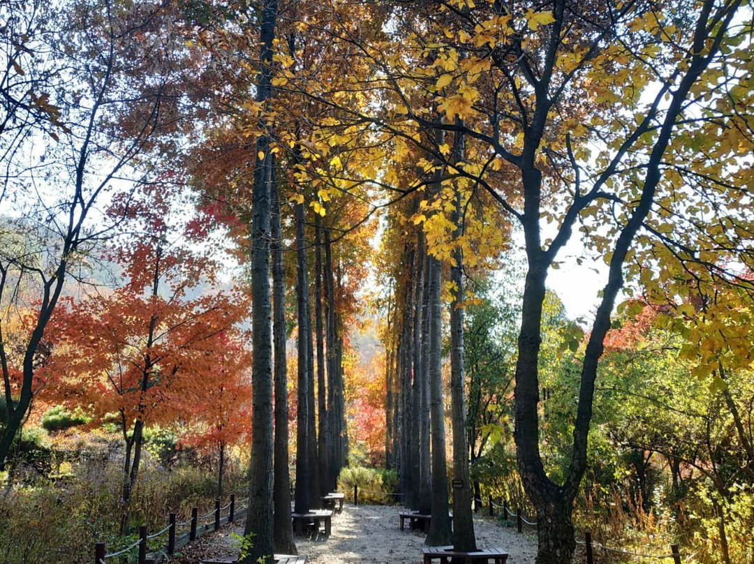 Hantaek Botanical Garden-龙仁市必去景点
