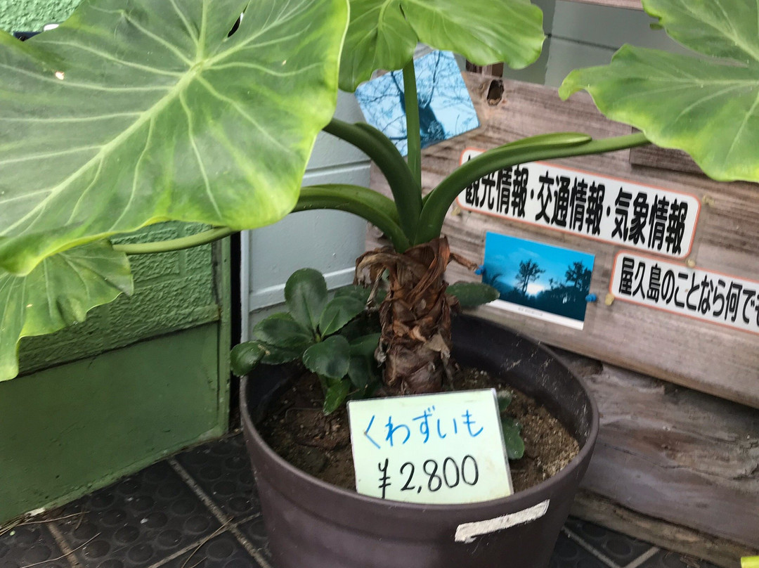 Matsubanda Kotsu景点图片