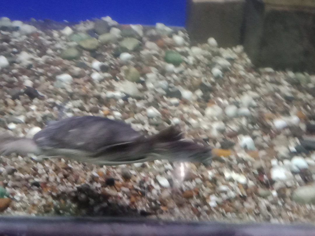 Marine Aquarium Paradeep-帕拉蒂普必去景点