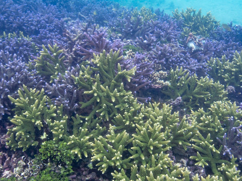 Ocean Gardener-登巴萨必去景点