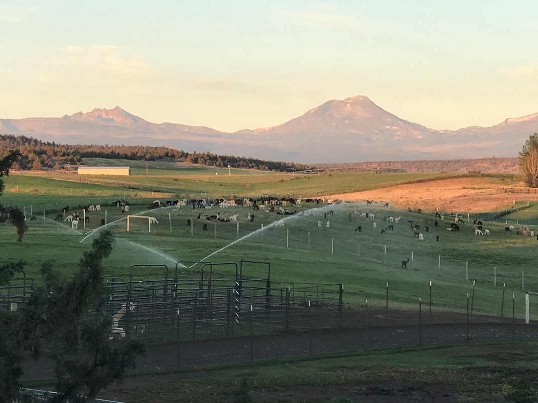 Alpaca Country Estates Ranch and Bed & Breakfast