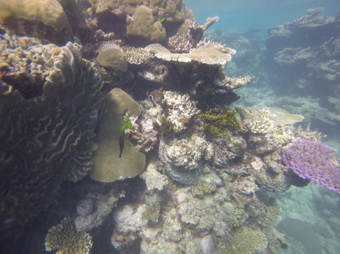 Opal Reef-道格拉斯港必去景点