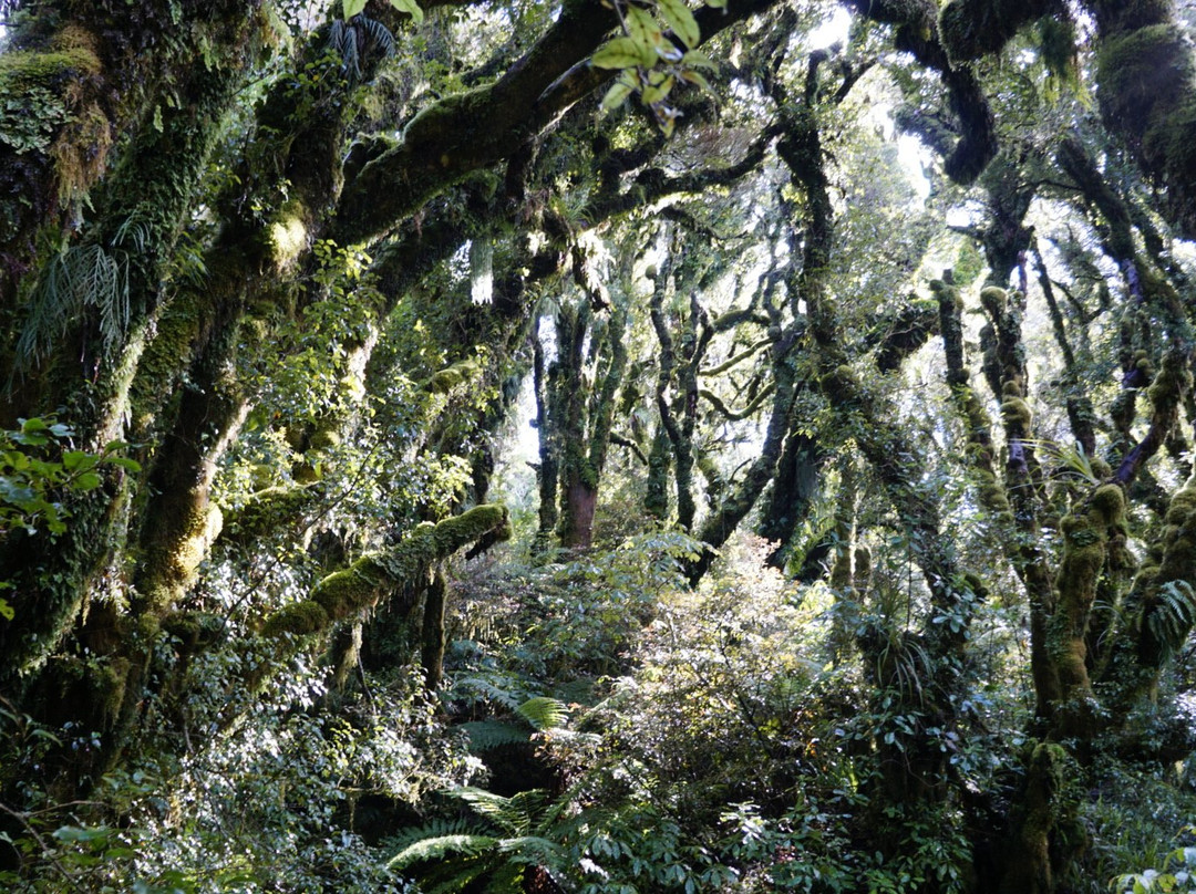 The Goblin Forest景点图片