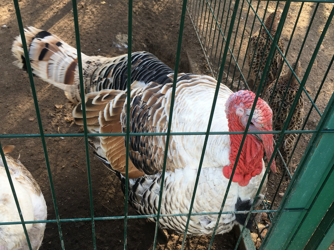 Ostrich Farm Strausiny Khutor景点图片