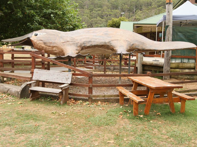 Platypus Experience景点图片