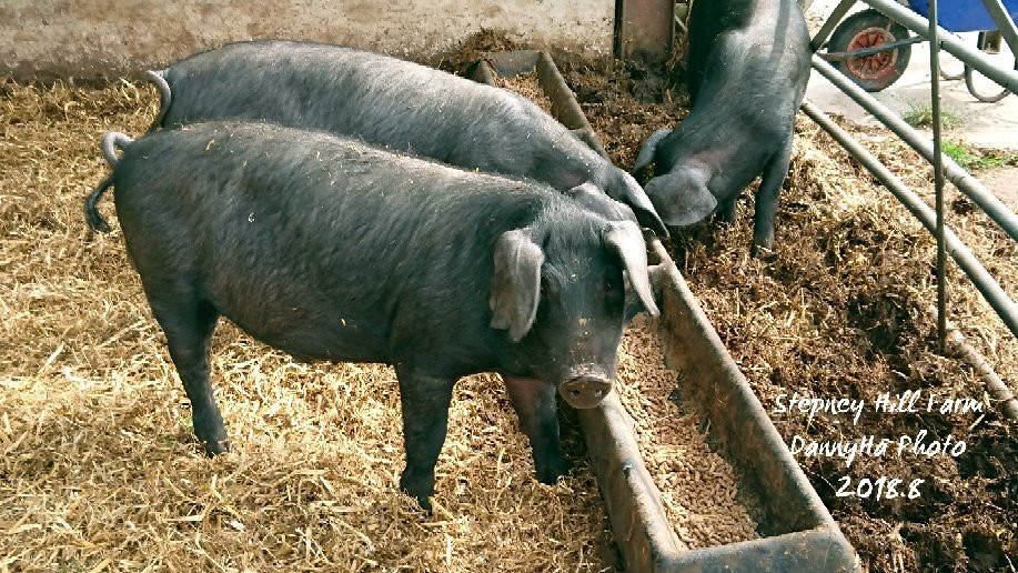 Stepney Hill Farm景点图片