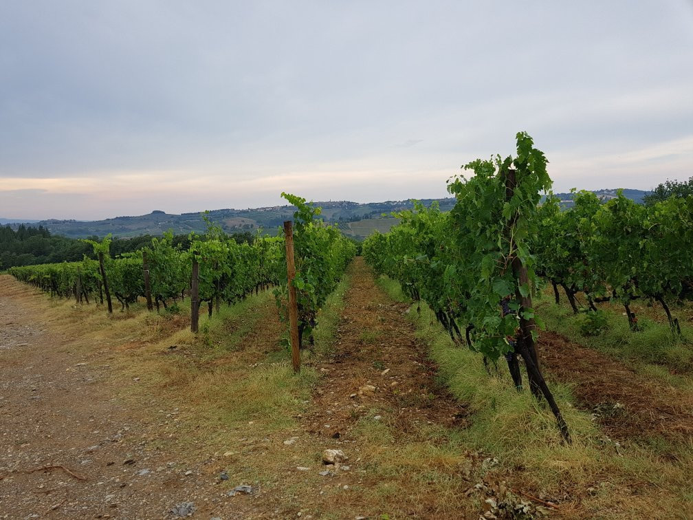 Casa Sola Chianti Winery景点图片