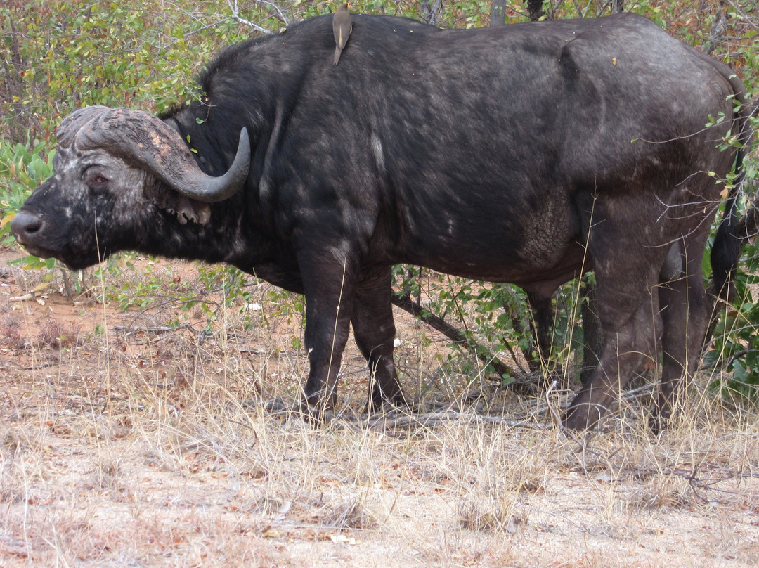 Olifants Wilderness Trail-克鲁格国家公园必去景点