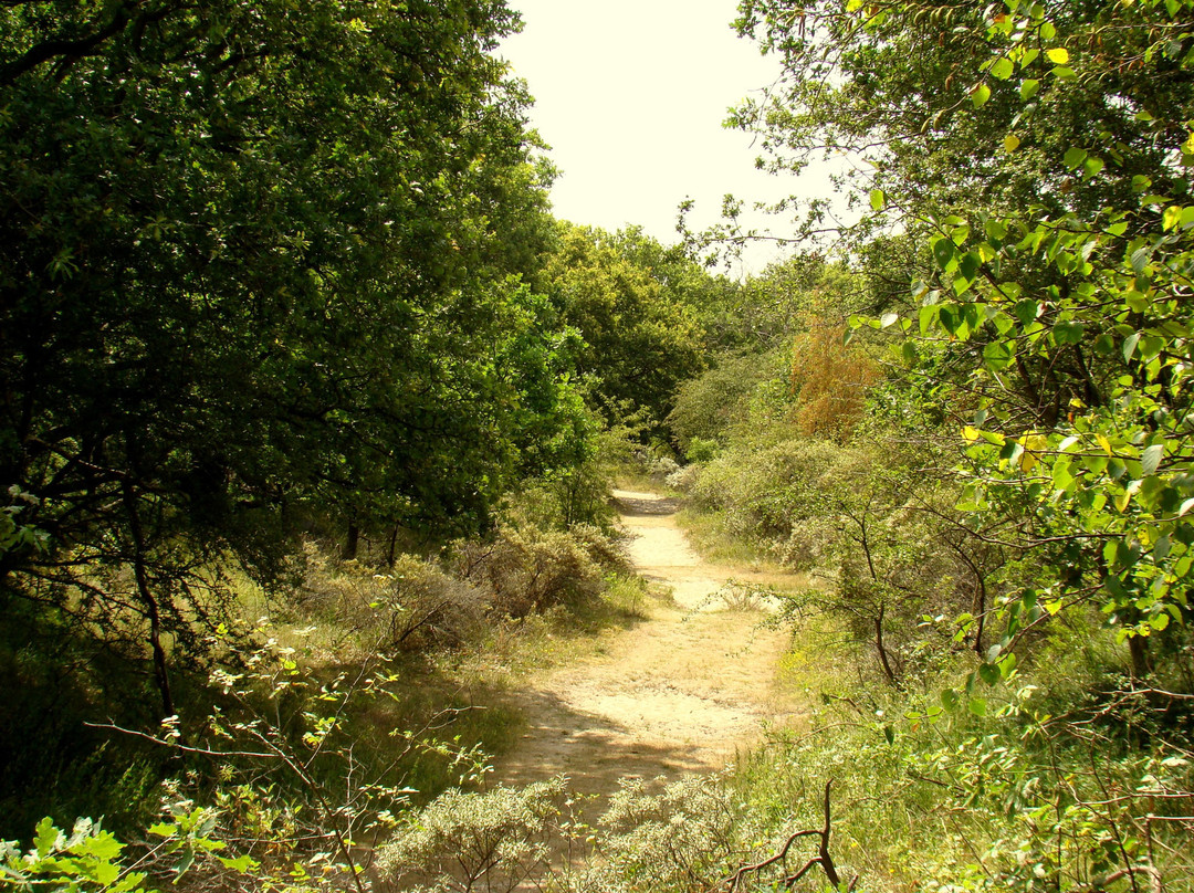 Duinreservaat Meijendel-Kievietsduin景点图片