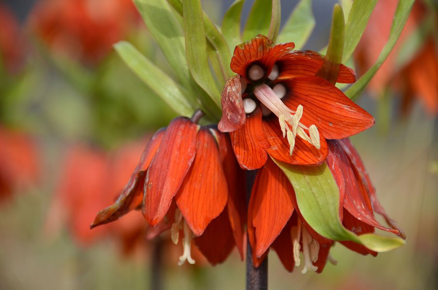 Golestan Kuh-Khansar必去景点