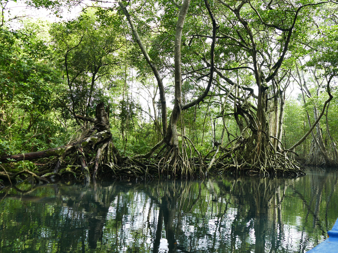 Gri Gri Lagoon-Rio San Juan必去景点