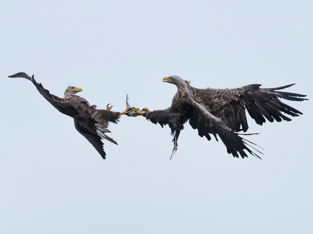 Fotołowy  - Orły z Bliska (Eagles of the Oder Delta )景点图片